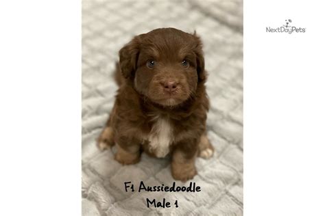 Male One Aussiedoodle Puppy For Sale Near Dallas Fort Worth Texas