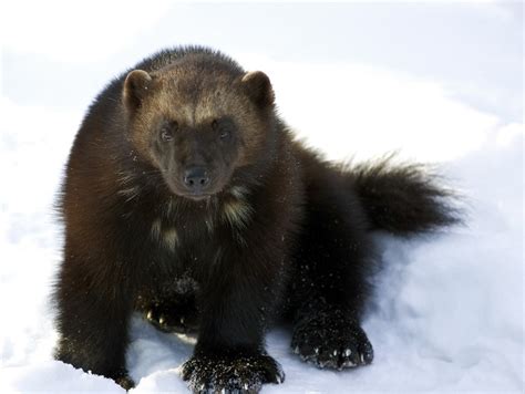 In Extinctions Way The Wolverine And Climate Change Huffpost Impact