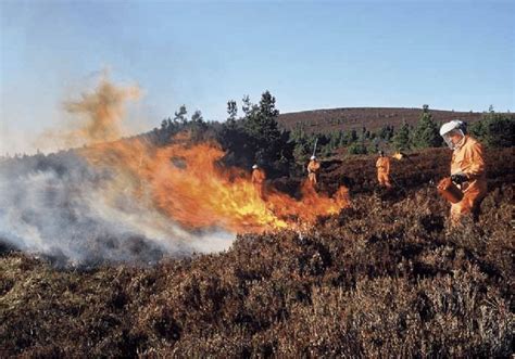 A Management Burn On Heather Dominated Grouse Moor On Glen Tanar Estate