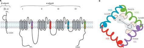 Voltage Gated Sodium Channels As Therapeutic Targets In Epilepsy And