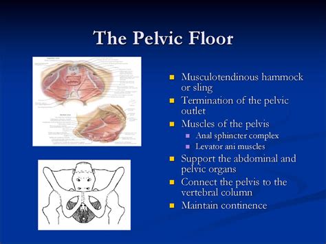 Pelvic аnatomy презентация онлайн
