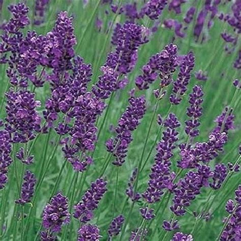 Lavender Munstead Flower Seeds Lavandula Angustifolia 100seeds Etsy