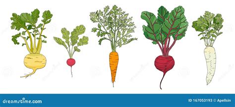 Root Vegetables Vector Illustration Collection Stock Vector