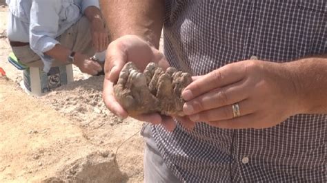 5 Million Year Old Fossils Discovered In Levy County Wgfl Montbrook Fossil Dig