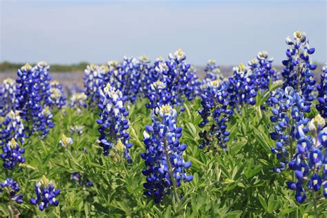 Tree with blue flowers in texas. Texas State Flower Pictures | # Beautiful Flowers