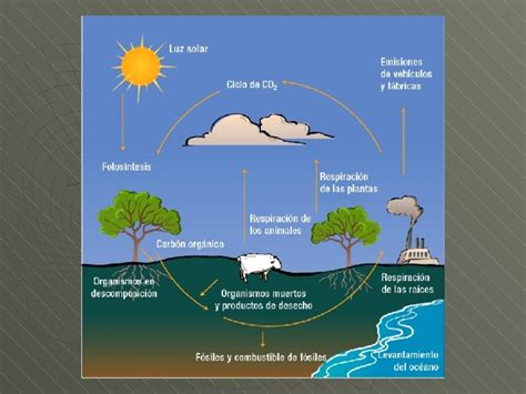 Ciclo Del Carbono Que Es Caracteristicas Fases Importancia Images