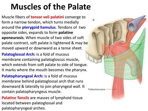 Ppt Oral Cavity And Salivery Glands Powerpoint Presentation Id1431407
