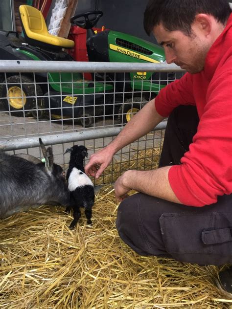 5 Year Anniversary Open Farm And Mini Zoo Ardmore Waterford