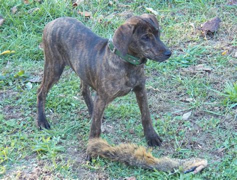 Treeing Cur Dog Info Temperament Puppies Training Pictures