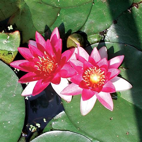 Many petals are raised rather than flat. Dwarf Red Flower | Hardy Aquatic Lily | The Pond Guy