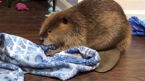 Just A Beaver Sleeping Youtube