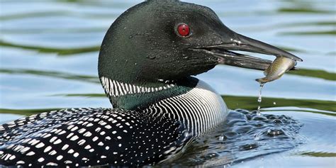 Hunters cited for killing protected loon