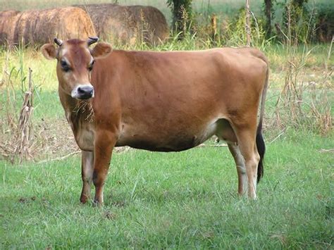 Jersey Cow Jersey Cattle Jersey Cow Farm Animals