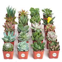 Food utensils such as teaspoons or measuring cups. Bear's Paw Succulent - Cotyledon Tomentosa - Care and ...