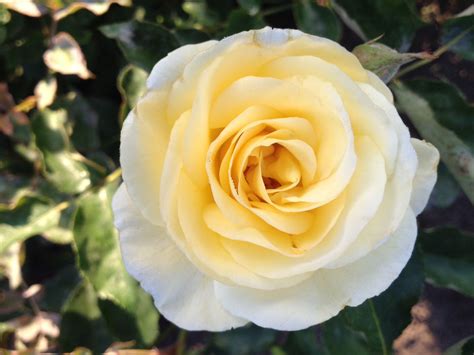 We did not find results for: Windemere David Austin rose | Austin rose, David austin ...