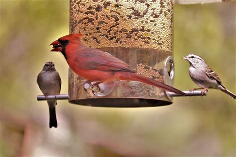 15 Proven Ways To Attract Cardinals To Your Yard And Feeders Easy Guide
