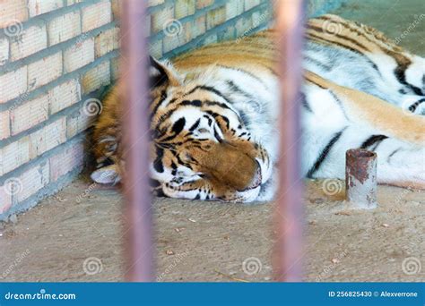 Tiger Sleeping In A Cage Close Up Wild Cat In Captivity Stock Photo