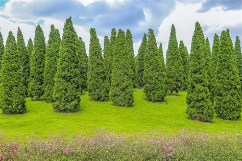 American Arborvitae Trees For Sale Buying And Growing Guide