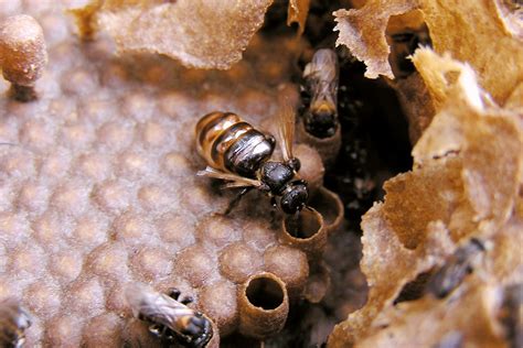 Bees Found Farming Fungus For First Time To Feed Larvae New Scientist