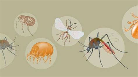 Vector borne organisms and the diseases they cause