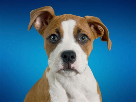 Pitbull Boxer Mix Breed Pictures Characteristics And Facts