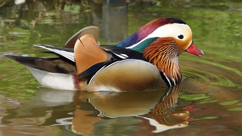 Mandarin Duck 1920 × 1080 Rwallpaper