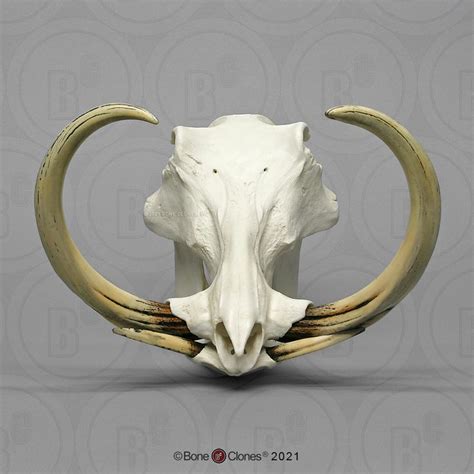 Warthog Skull And Tusks Bone Clones Inc Osteological