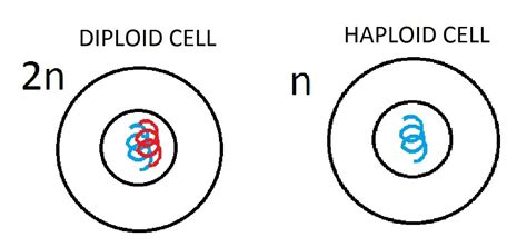 A cell in which the chromosomes are paired is called diploid. Diploid cell- cell with a diploid number of chromosomes(2n ...