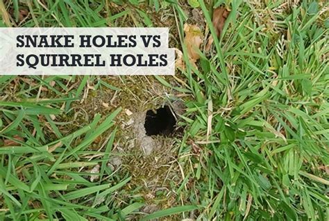 Snake Holes In The Ground