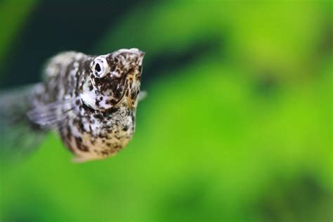 Female Balloon Molly ^-^ | she is a Dalmatians Balloon Molly… | Flickr