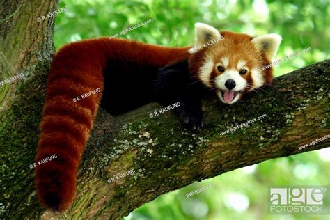 Lesser Panda Red Panda Ailurus Fulgens Lying In A Tree Stock Photo