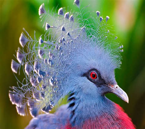 Tropical Parrot Wallpaper Wallpapersafari