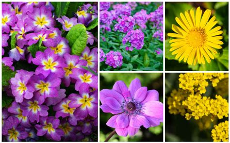 10 Lovely Spring-Blooming Perennials To Brightly Color ...