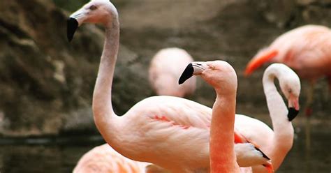 Flamingos Album On Imgur