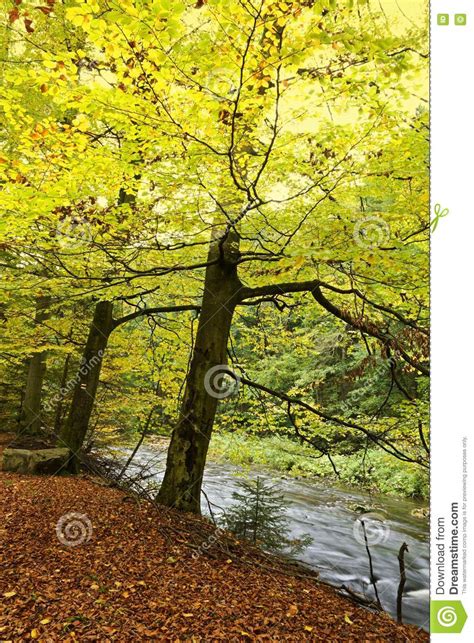 Forest Along River Banks In Fall Stock Image Image Of Shores Daytime