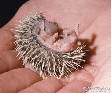 Habitats are also very similar, including deserts, savannahs, jungles and cultivated areas.another difference is that after reading this article, we can see that it is very easy to distinguish between a hedgehog and a porcupine, to begin with are animals of different. Baby porcupine! It looks kinda gross but I just love it ...