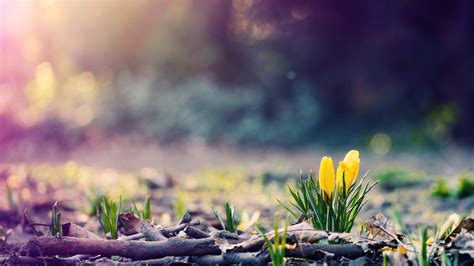 4k Spring Wallpapers High Quality Download Free