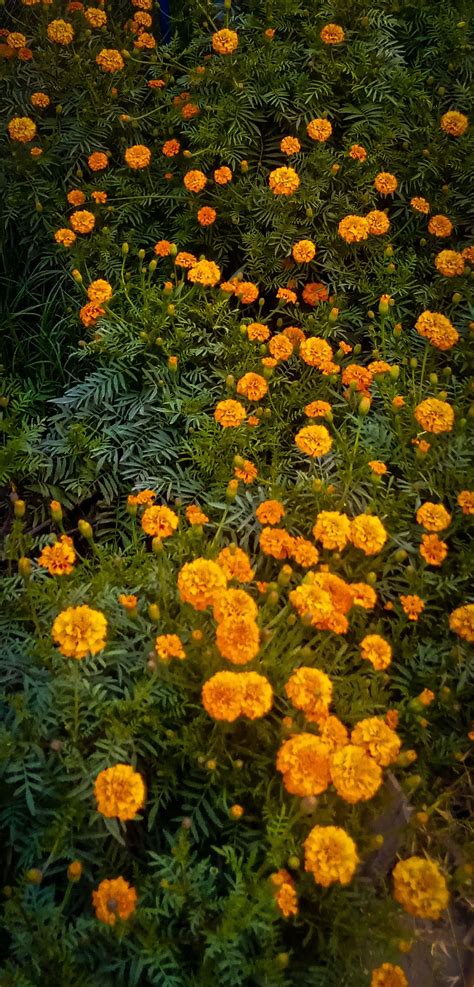 Marigold Marigold Flower Marigold Aesthetic Wallpaper Different