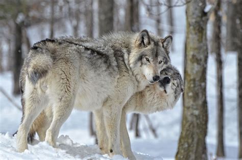 Wolf Spirit Animal Totem Meaning