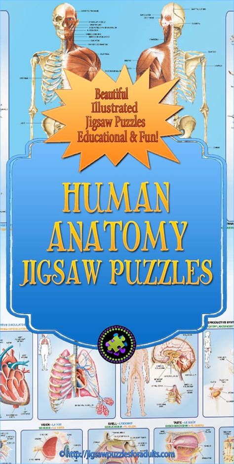 These Human Anatomy Puzzles Are Beautifully Illustrated And Labeled