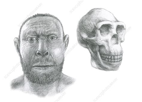 Homo Erectus Head Reconstruction Stock Image C0119148 Science
