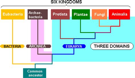 Lon Capa Organization Of Organisms