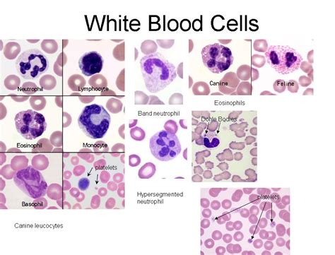 Five Types Of Blood Cells