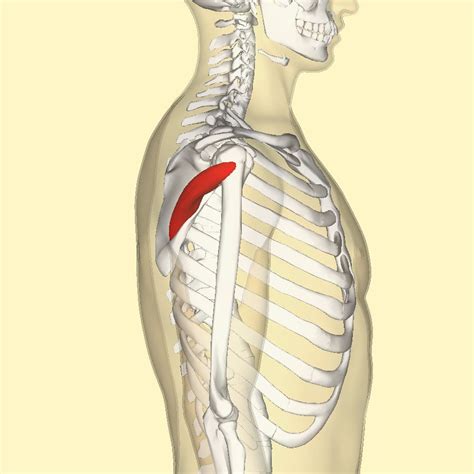 Teres Minor One Of Rotator Cuff Muscles Lower Border Of Scapula