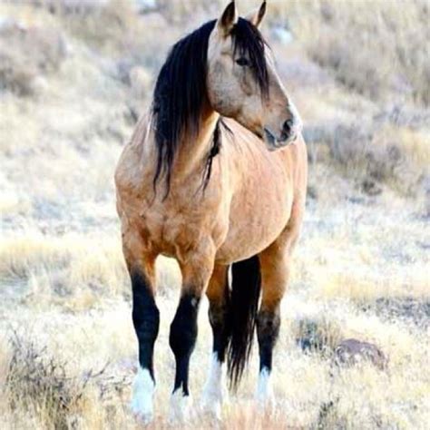 wild horse stallion mustang american mustang wild horses pinterest mustang horse  animal