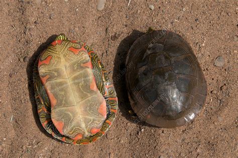 Painted Turtle Shells Stock Image F031 5031 Science Photo Library