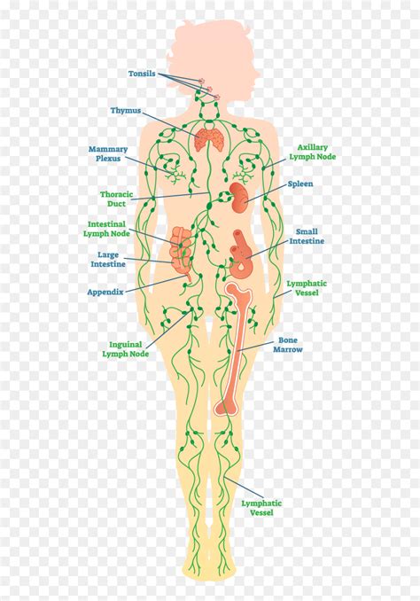 Diagram Of The Lymph System Lymph Nodes In Legs Hd Png Download Vhv
