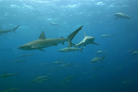 Galapagos Shark Fish Britannica