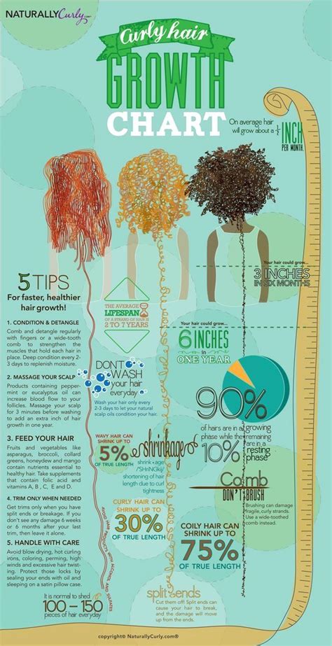 Due to this continual process of growing new hair, it is natural to shed about 100 hairs a day. Curly Hair Growth Chart: How long can your hair grow in a ...