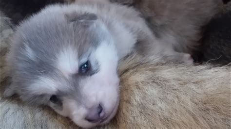 オオカミの写真 かわいい動物 野生動物 動物の赤ちゃん 狼の遠吠え ハイイロオオカミ ビーグル犬 【2021年の最高】 狼 可愛い - Kawenyasikirun